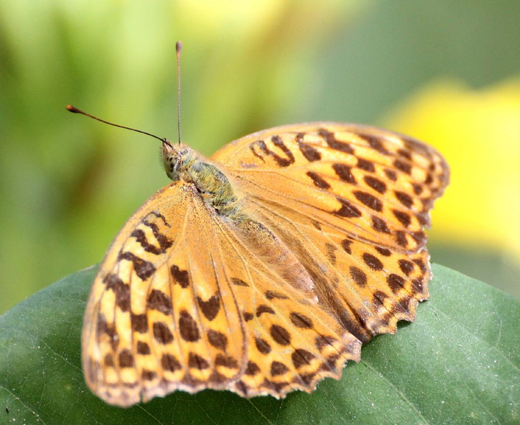 Pu essere una Boloria euphrosyne? No, Argynnis paphia, femmina